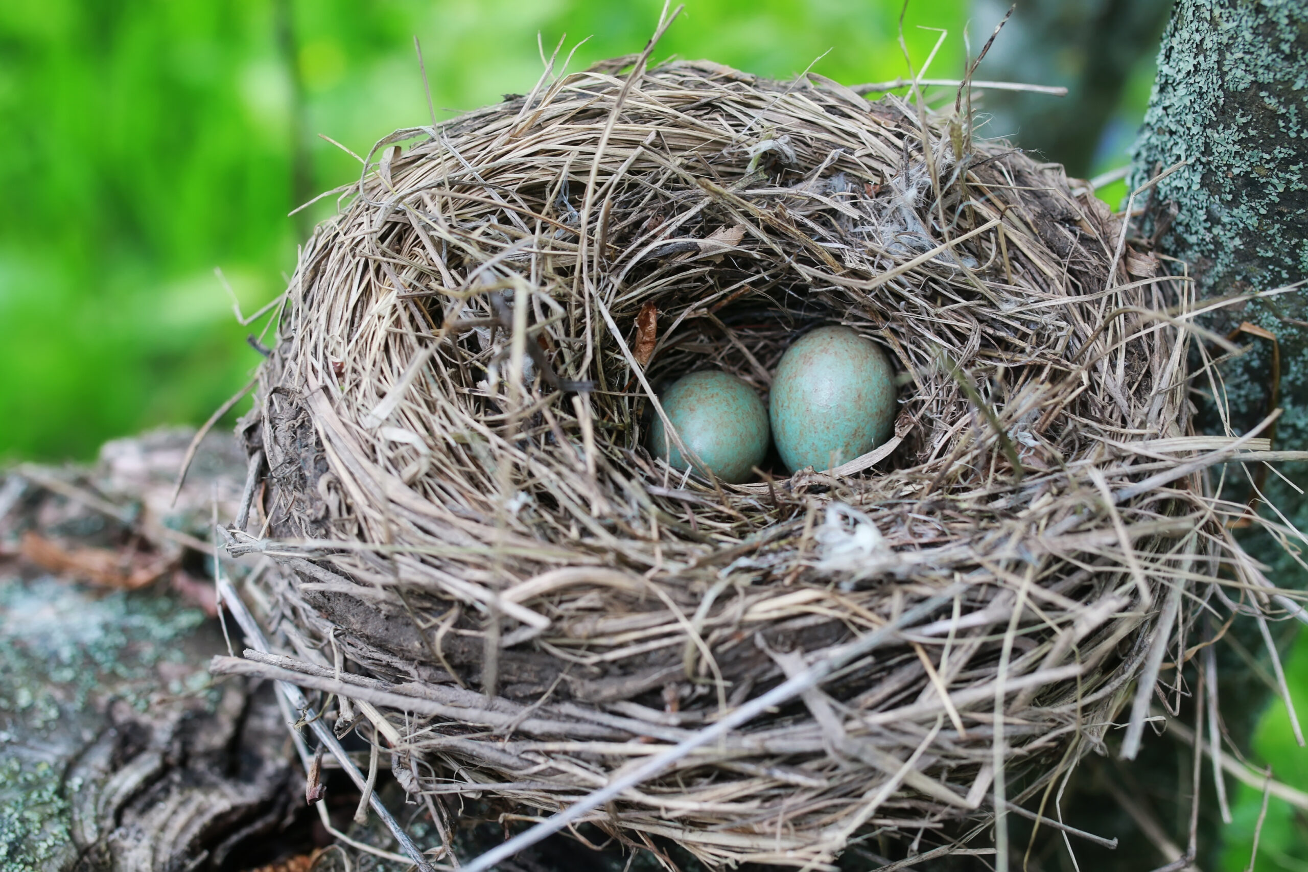 vogelnest Vogelnest